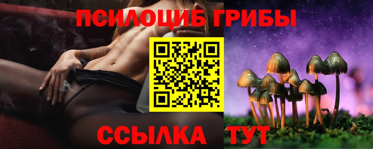 наркотики  Вход с VPN  Псилоцибиновые грибы ЛСД  Новозыбков  Псилоцибиновые грибы Cubensis 